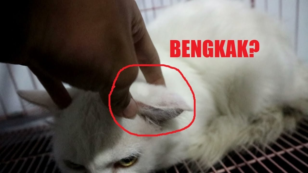 telinga kucing bengkak