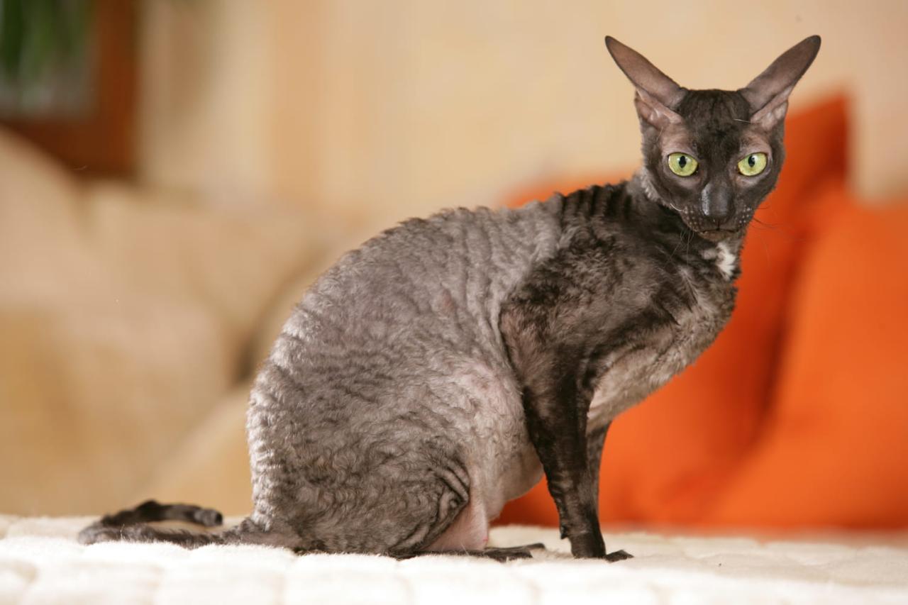 kucing cornish rex