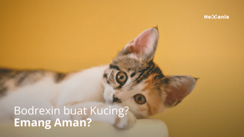 bodrexin untuk kucing sakit