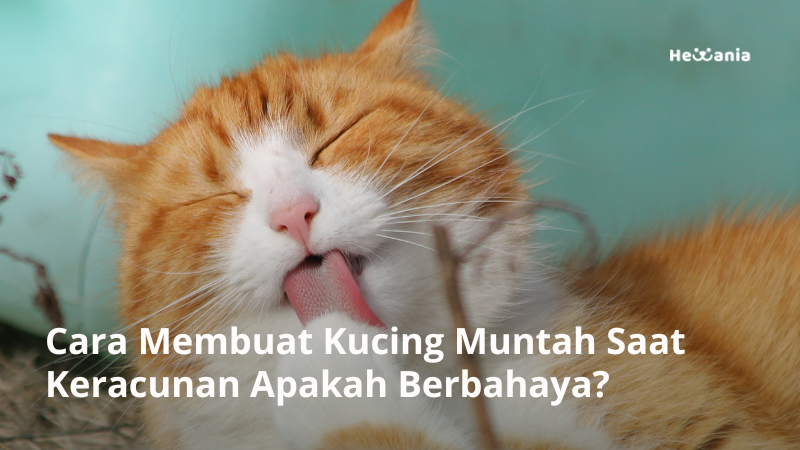 cara membuat kucing muntah