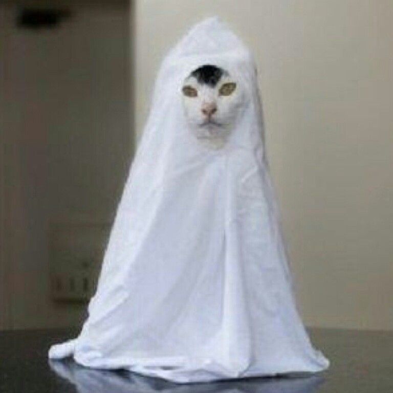 pocong kucing