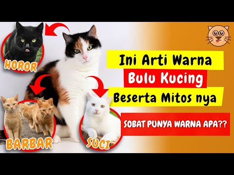 kemana arwah kucing setelah meninggal