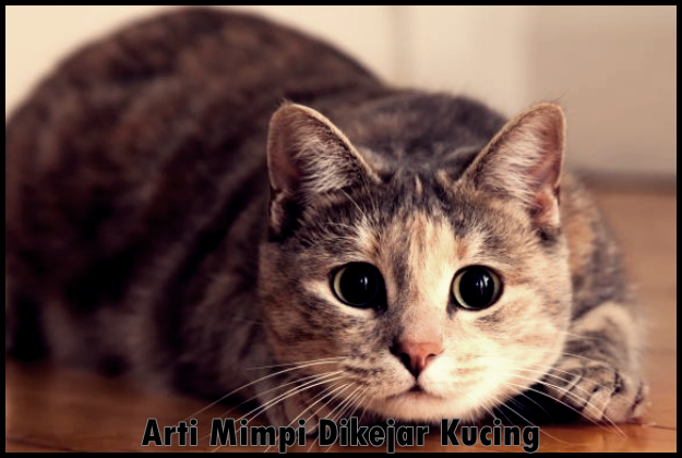 arti mimpi melihat kucing warna warni