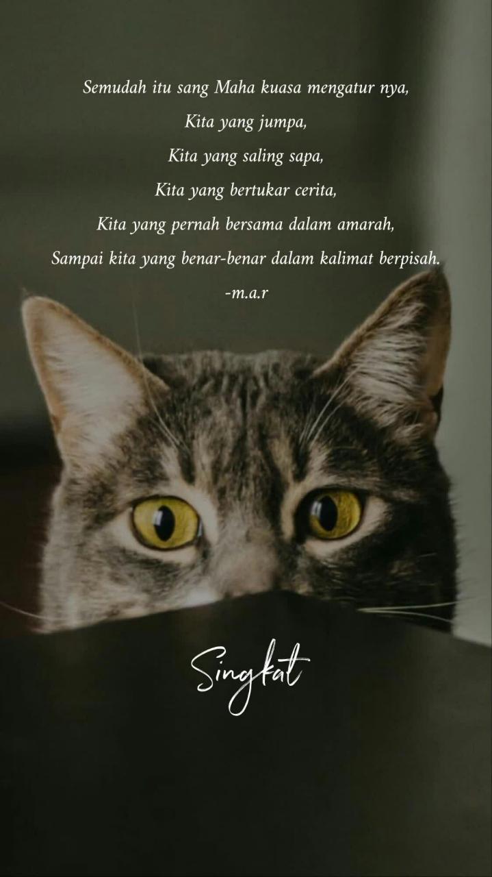 puisi tentang kucing kesayangan