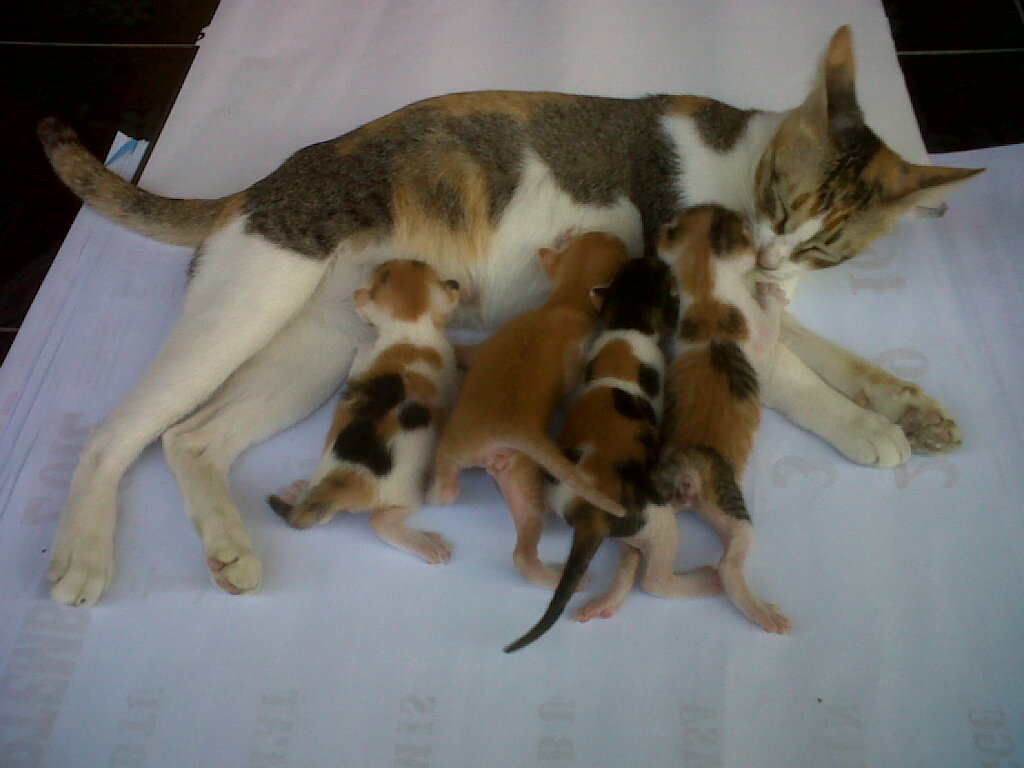 jual kucing kembang telon jantan