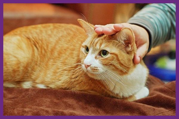 kenapa kucing mengganggu saat sholat