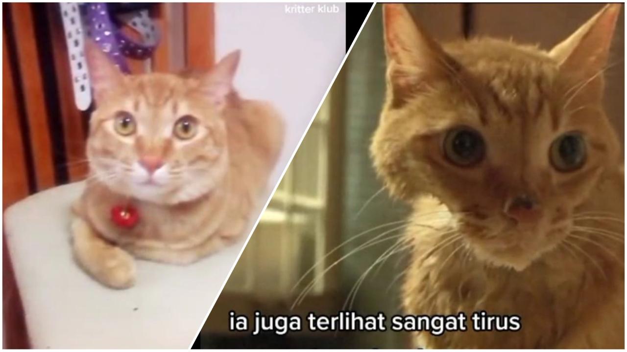 apakah kucing bisa mengusir hantu