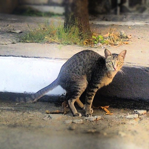 kucing eek berdarah