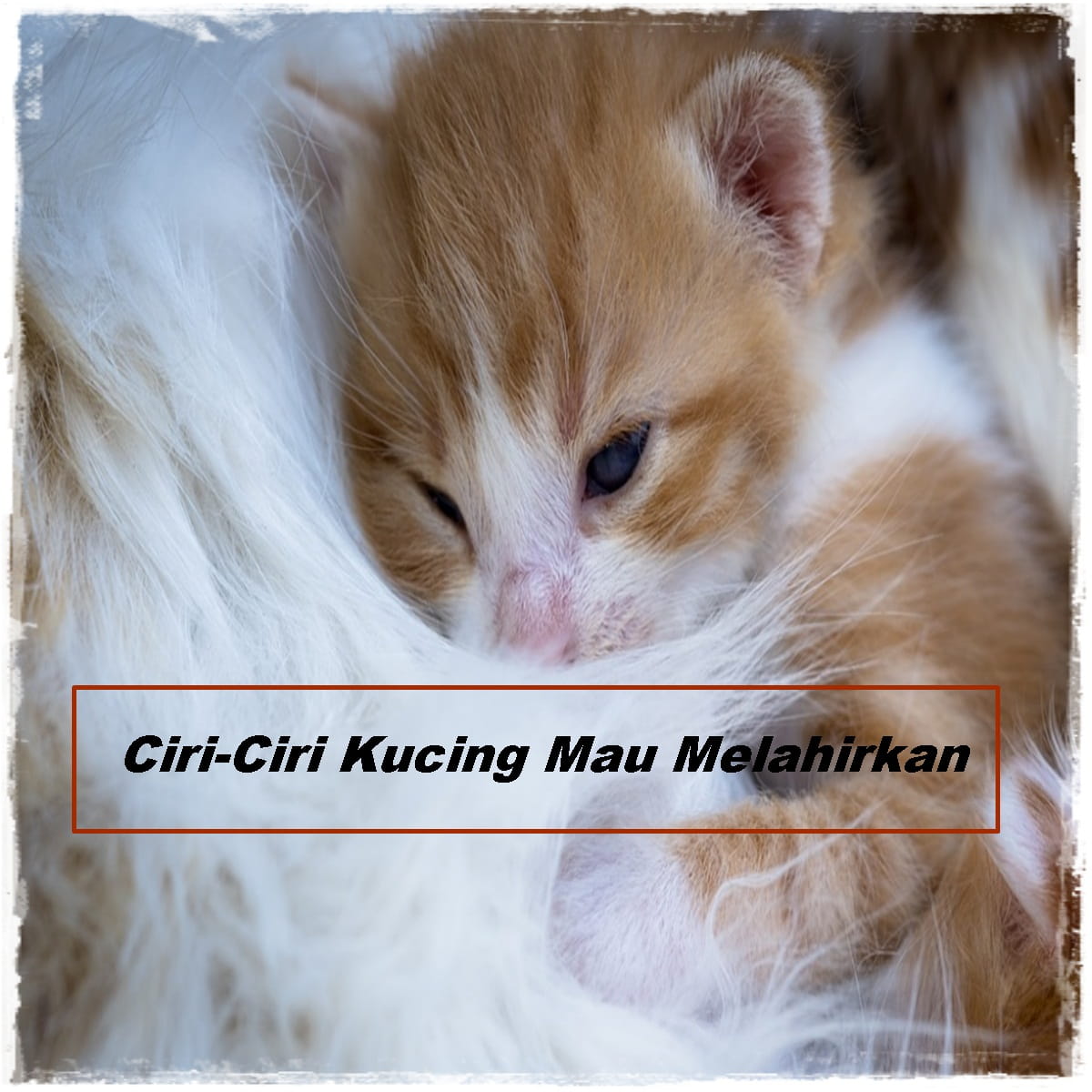 ciri ciri mata kucing buta