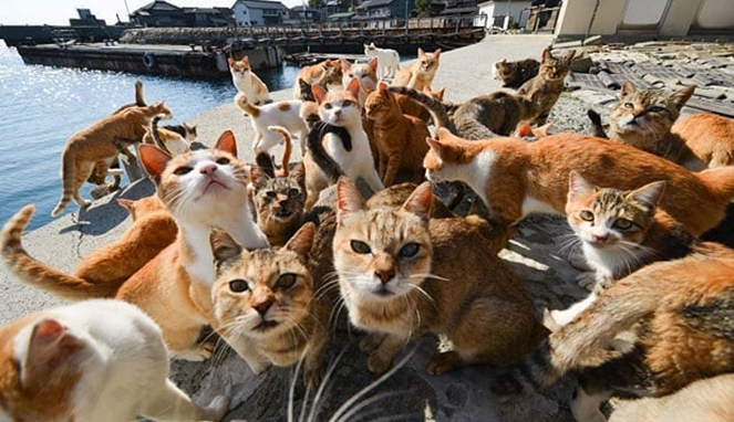 populasi kucing