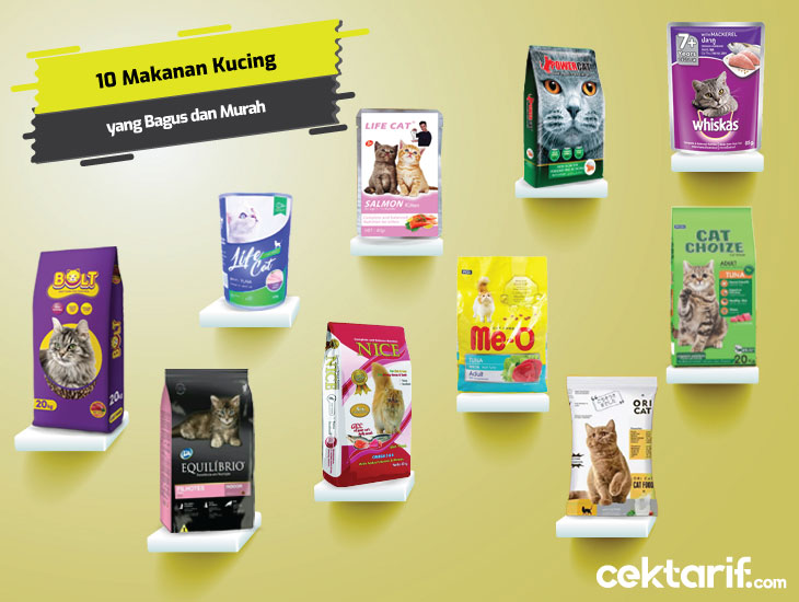 makanan yang bagus untuk anak kucing