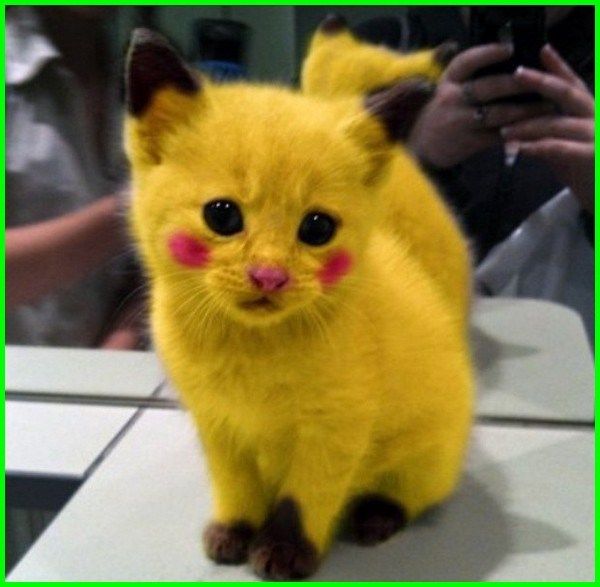 kucing pikachu