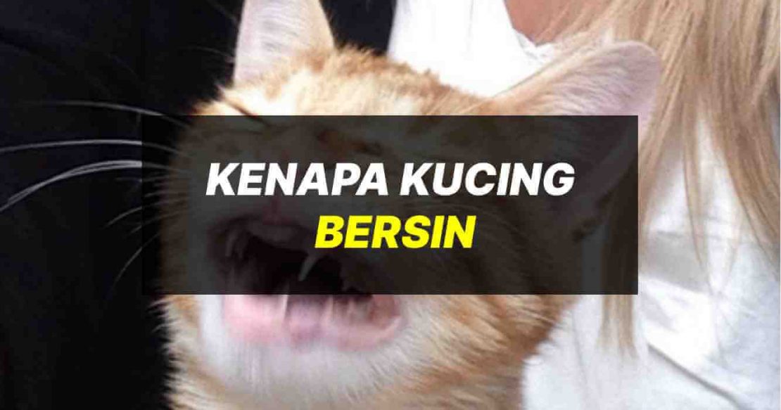 kenapa kucing sering bersin