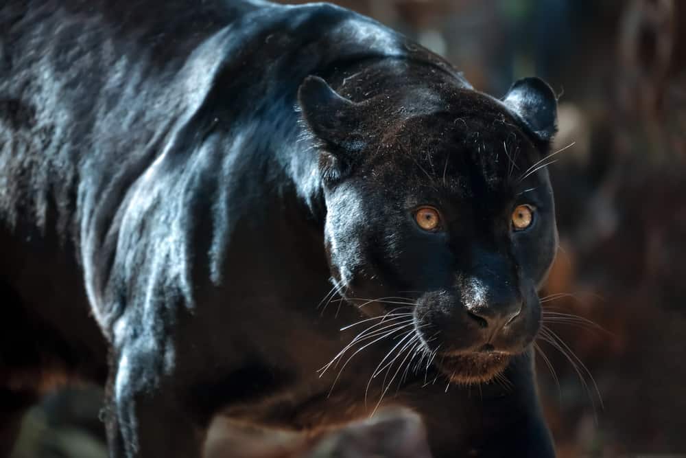 kucing black panther