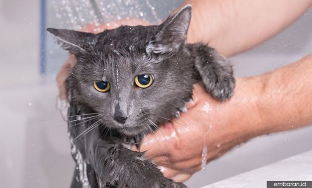 Tempat Grooming Kucing Terbaik di Indonesia