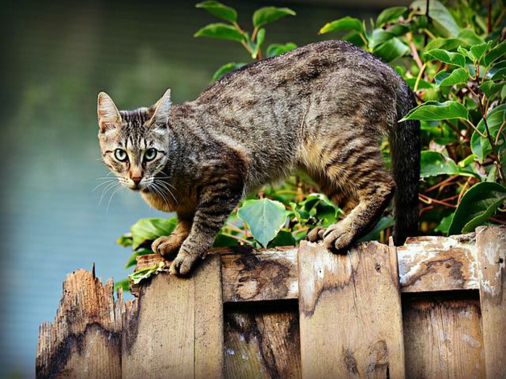 rumah didatangi kucing