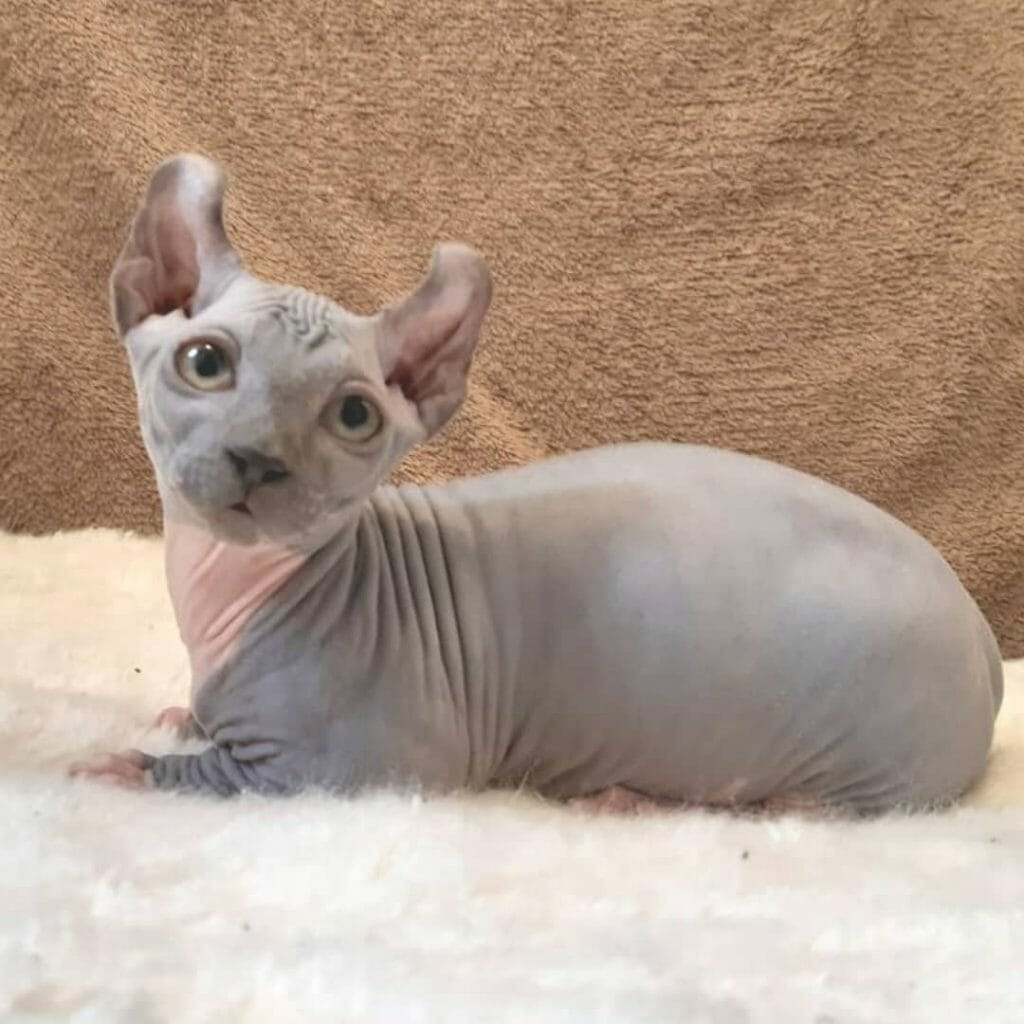 kucing sphynx berasal dari