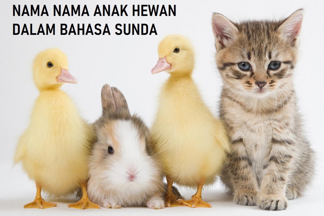 anak kucing dalam bahasa sunda