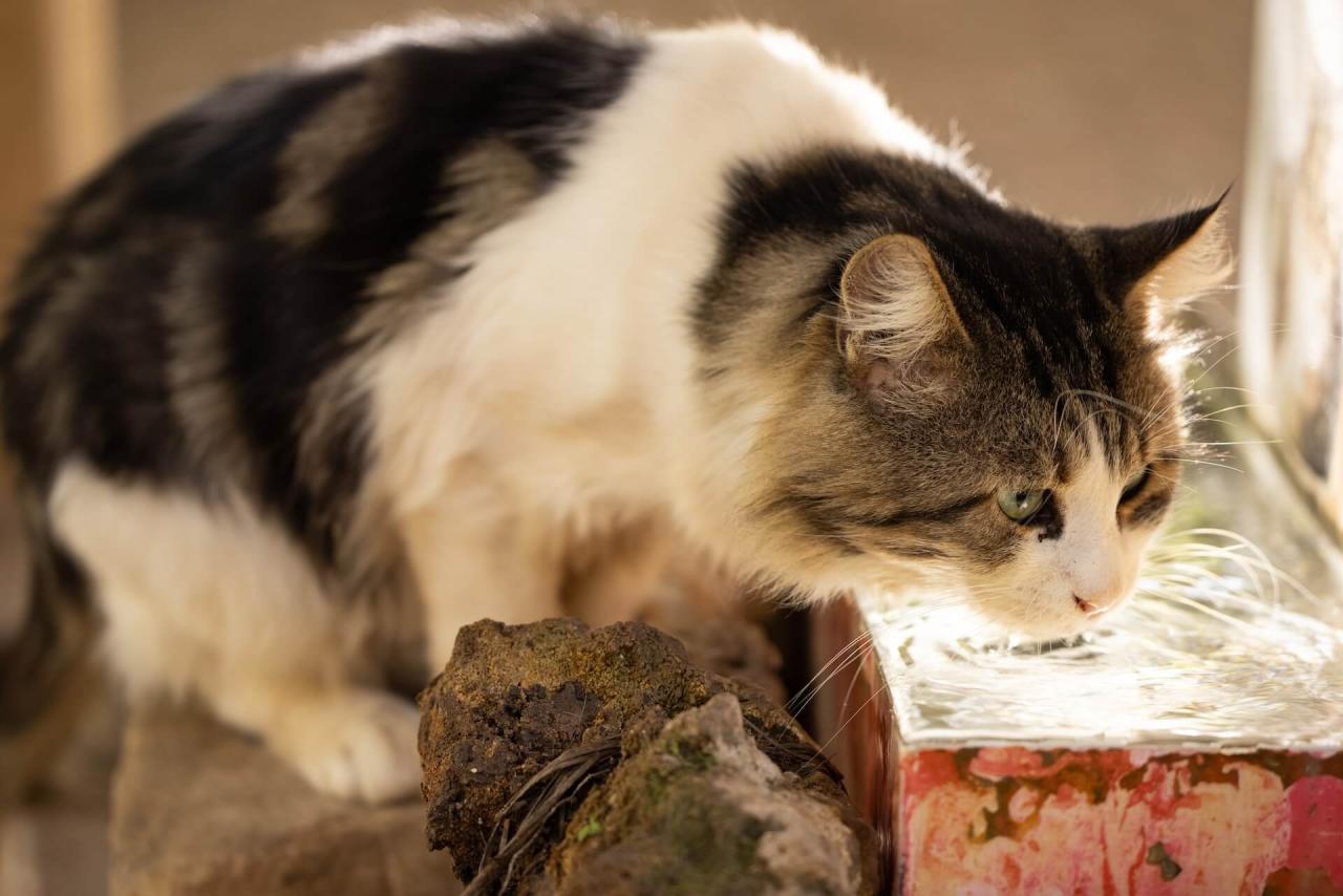 cara mengobati mata kucing dengan air garam