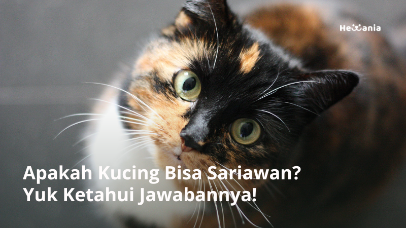 apakah kucing bisa sariawan