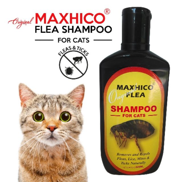 shampoo kutu kucing terbaik